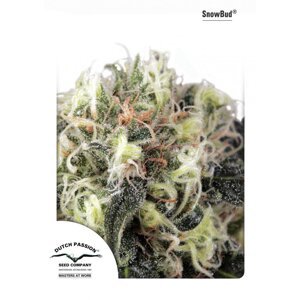 Snow Bud - feminizovaná semena 10 ks Dutch Passion