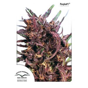 Purple 1 - feminizovaná semena 10 ks Dutch Passion