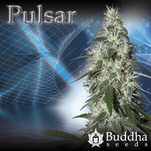 Pulsar  – 5 feminizovaných semen Buddha Seeds
