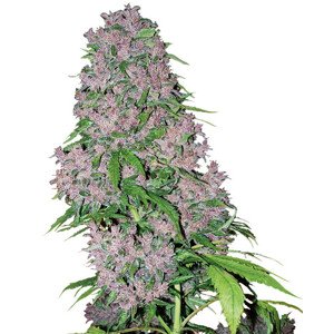 Purple Bud - feminizovaná semínka konopí 3 ks, Sensi Seeds