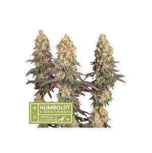 Mack & Crack feminizované semena marihuany, HumboldtXSeedstockers, 3 ks