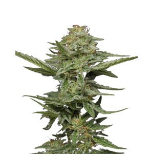 Pistachio - feminizovaná semena marihuany 3 ks Humboldt Seed Company