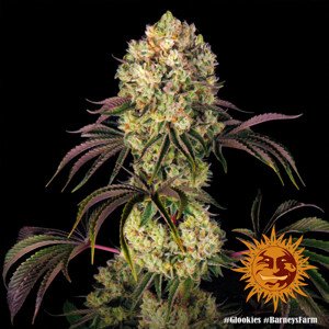 Glookies - feminizovaná semena marihuany 3 ks Barney´s Farm