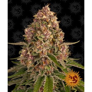 Pink Kush - feminizované semena marihuany 3 ks Barney´s Farm