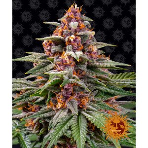 Runtz Auto - autoflowering semena marihuany 3 ks Barney´s Farm