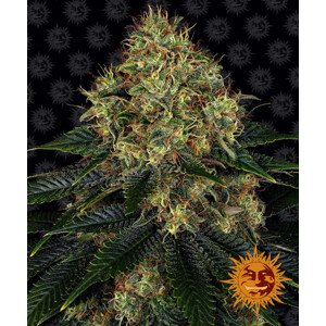 Skywalker OG Auto - autoflowering semena marihuany 10 ks Barney´s Farm