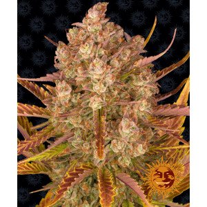 Dos Si Dos Auto - autoflowering semena marihuany 10 ks Barney´s Farm