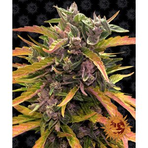 Gorilla Glue Auto - autoflowering semena marihuany 5 ks Barney´s Farm