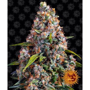 Strawberry Cheesecake Auto - autoflowering semena marihuany 3 ks Barney´s Farm