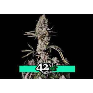 Gorila Zkittlez Auto - samonakvétací semena marihuany 10 ks Fast Buds
