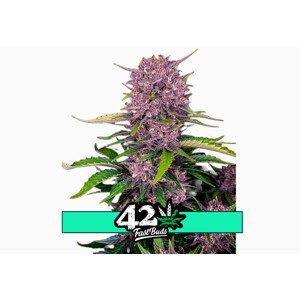 Purple Lemonade Auto  - samonakvétací semena marihuany 3 ks Fast Buds