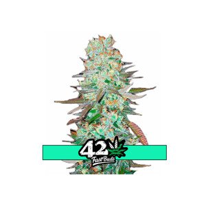 G14 Auto - samonakvétací semena marihuany 5 ks Fast Buds