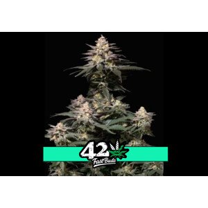 Purple Lemonade FF - feminizovaná semena marihuany 5 ks Fast Buds