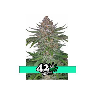 Strawberry Pie Auto - samonakvétací semena marihuany 10 ks Fast Buds