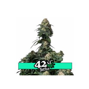 Tropicana Cookies FF - feminizovaná semena marihuany 5 ks Fast Buds
