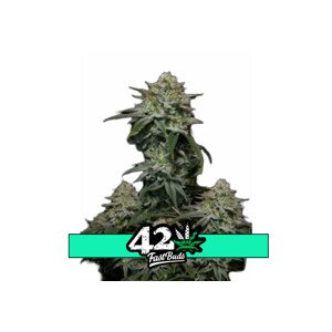 Gorilla Cookies FF - feminizovaná semena marihuany 5 ks Fast Buds