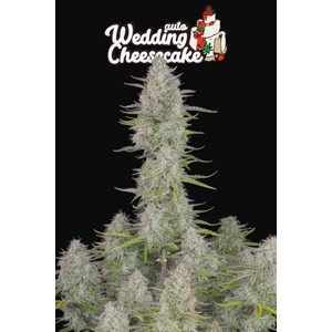 Wedding Cheesecake Auto - autoflowering semena 3ks Fast Buds