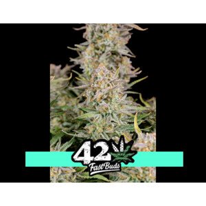 Bruce Banner Auto - samonakvétací semena marihuany 5 ks Fast Buds