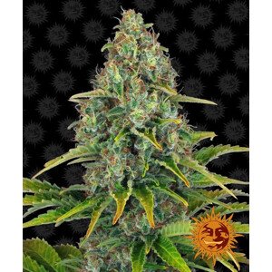 Blueberry Cheese Auto - autoflowering semena marihuany 10 ks Barney's Farm