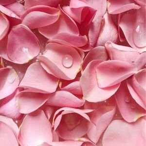 BIO Růžová voda Rosa damascena KONCENTRÁT 0,10% 25 l 25l