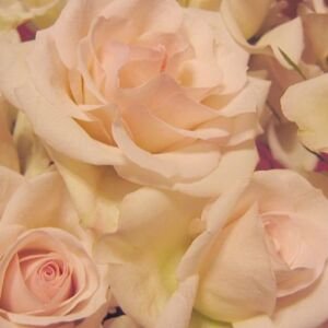 BIO Růžová voda z bílé růže Rosa Alba 0,071% 25 l 25l